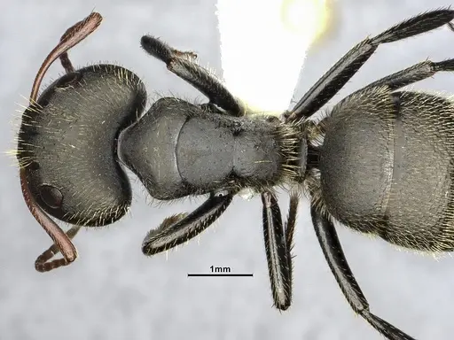 Camponotus senex - CASENT4032249