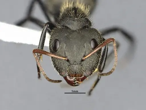 Camponotus senex - CASENT4032249