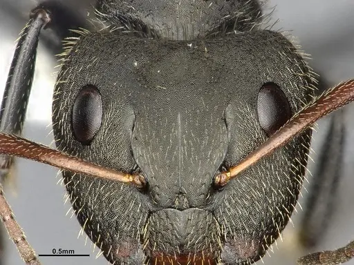 Camponotus senex - CASENT4032249