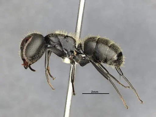 Camponotus senex - CASENT4032249