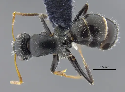 Camponotus senex - CBUMAGENT41775