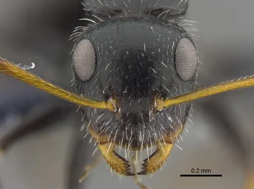 Camponotus senex - CBUMAGENT41775