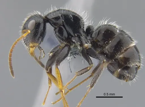 Camponotus senex - CBUMAGENT41775