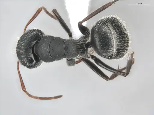 Camponotus senex - ECOFOG-OI17-0216-05