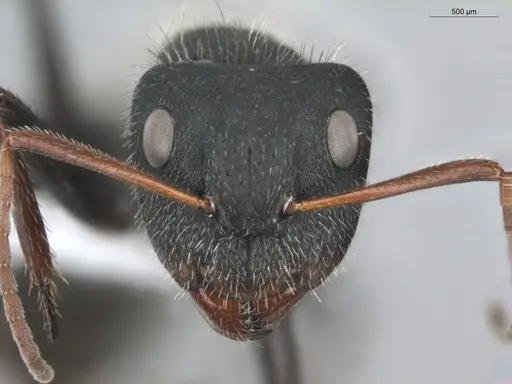 Camponotus senex - ECOFOG-OI17-0216-05
