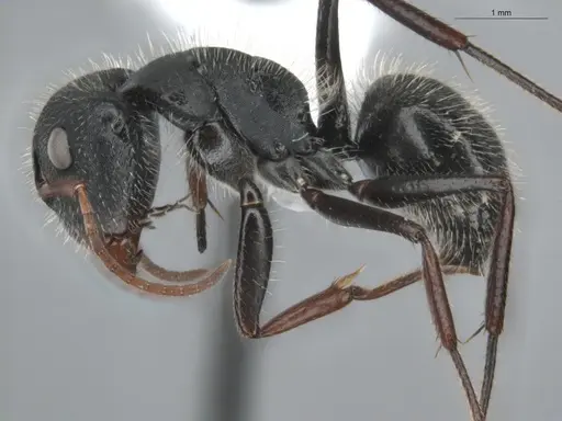 Camponotus senex - ECOFOG-OI17-0216-05