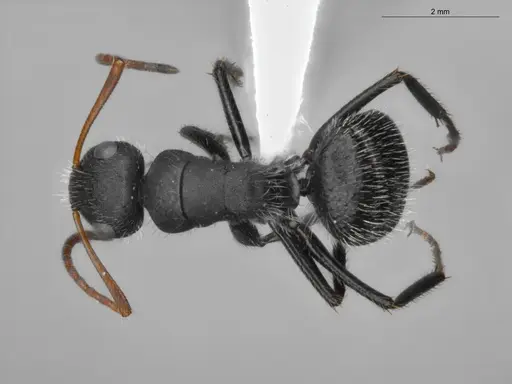 Camponotus senex - ECOFOG-SAV18-0036-04