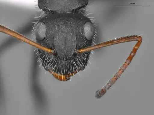 Camponotus senex - ECOFOG-SAV18-0036-04