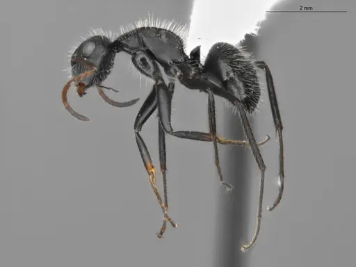 Camponotus senex - ECOFOG-SAV18-0036-04