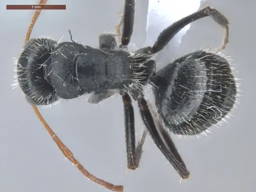 Camponotus senex - ECOFOG-SAV18-0405-07