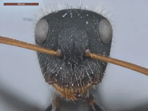 Camponotus senex - ECOFOG-SAV18-0405-07