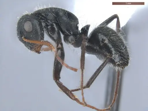 Camponotus senex - ECOFOG-SAV18-0405-07