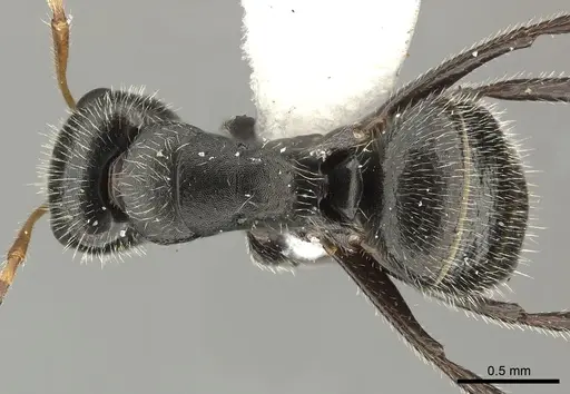Camponotus senex - INBIOCRI002280890