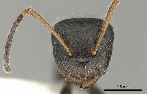 Camponotus senex - INBIOCRI002280890
