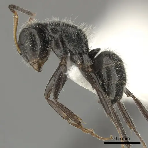 Camponotus senex - INBIOCRI002280890