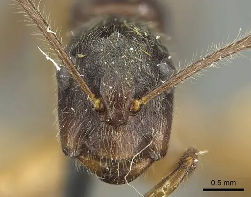 Camponotus sericatus specimen