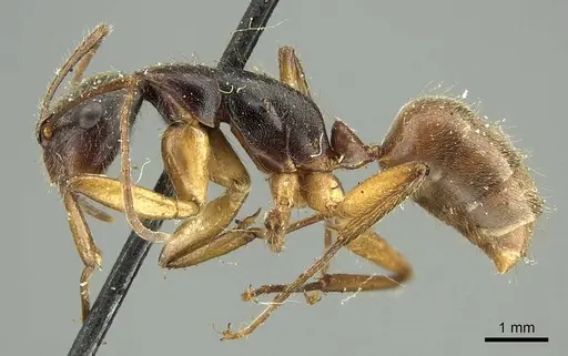 Camponotus sericatus specimen