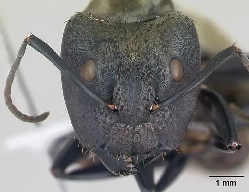 Camponotus sericeiventris specimen