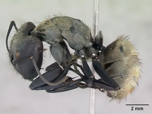 Camponotus sericeiventris specimen