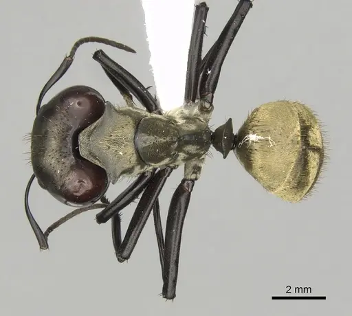 Camponotus sericeiventris - CASENT0280162