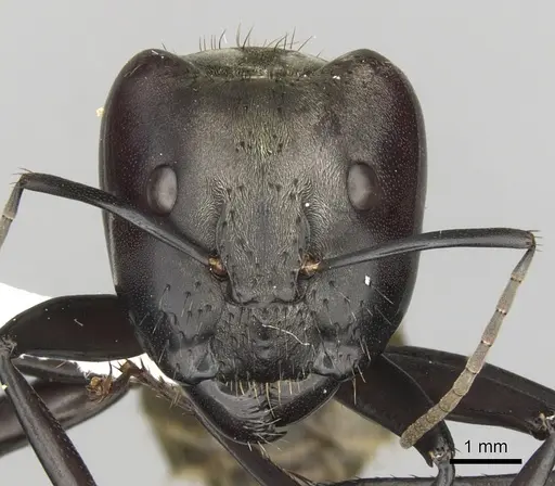 Camponotus sericeiventris - CASENT0280162