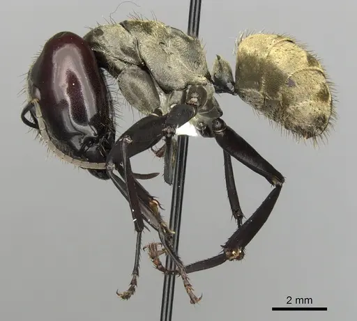 Camponotus sericeiventris - CASENT0280162
