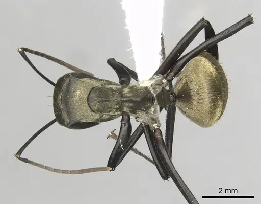 Camponotus sericeiventris - CASENT0280163