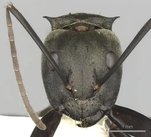 Camponotus sericeiventris - CASENT0280163