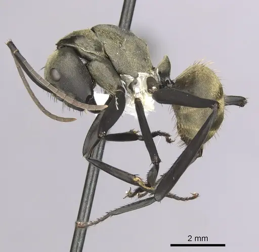 Camponotus sericeiventris - CASENT0280163