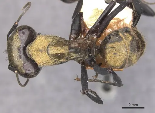 Camponotus sericeiventris - CASENT0910752