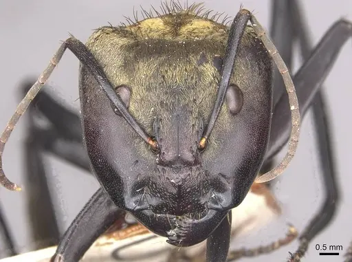 Camponotus sericeiventris - CASENT0910752