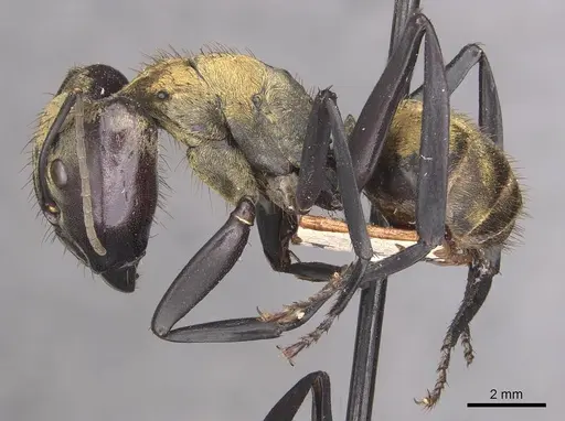 Camponotus sericeiventris - CASENT0910752