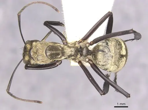 Camponotus sericeiventris - CASENT0910753