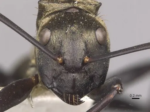 Camponotus sericeiventris - CASENT0910753