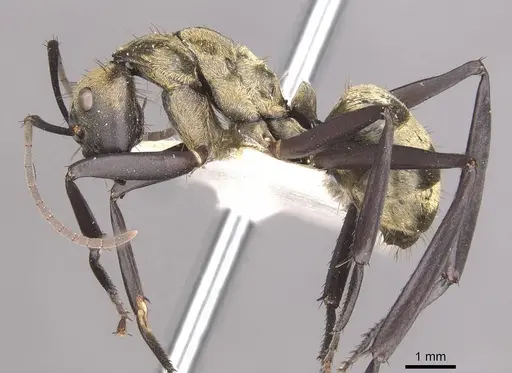 Camponotus sericeiventris - CASENT0910753