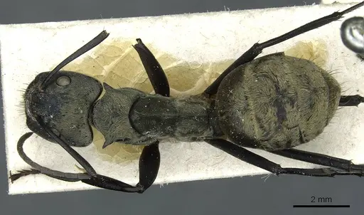 Camponotus sericeiventris - CASENT0911705