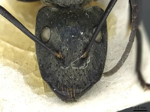 Camponotus sericeiventris - CASENT0911705