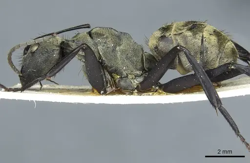 Camponotus sericeiventris - CASENT0911705