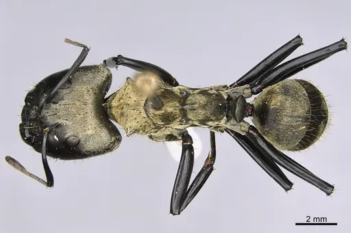 Camponotus sericeiventris - CASENT0923640