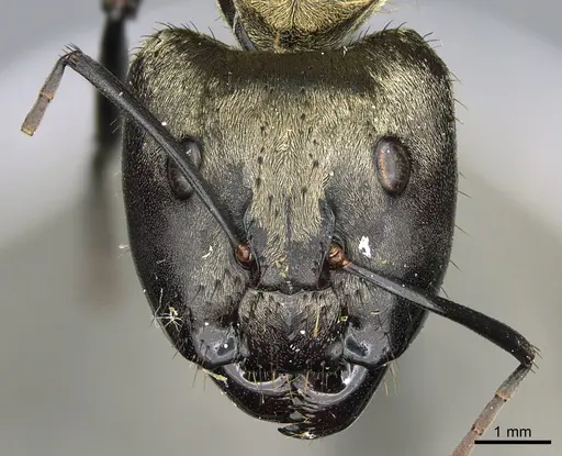 Camponotus sericeiventris - CASENT0923640