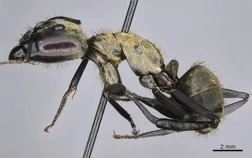 Camponotus sericeiventris - CASENT0923640