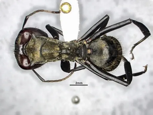 Camponotus sericeiventris - CASENT4032250