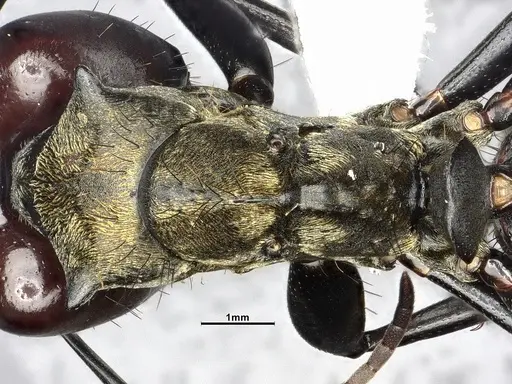 Camponotus sericeiventris - CASENT4032250