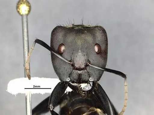 Camponotus sericeiventris - CASENT4032250