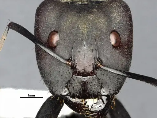 Camponotus sericeiventris - CASENT4032250