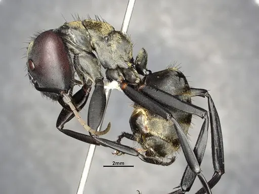 Camponotus sericeiventris - CASENT4032250