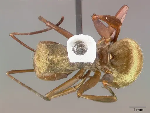 Camponotus sericeiventris - CASTYPE04255