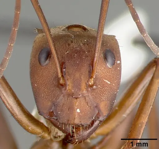 Camponotus sericeiventris - CASTYPE04255