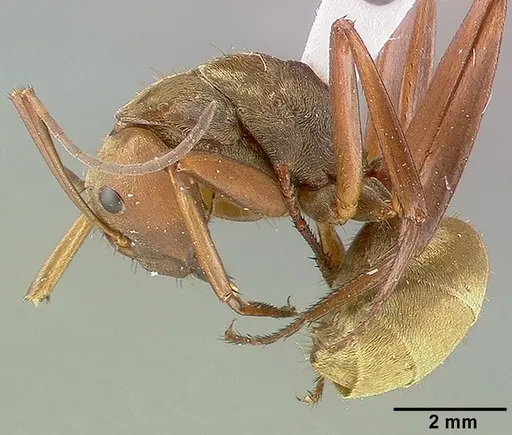 Camponotus sericeiventris - CASTYPE04255