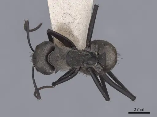 Camponotus sericeiventris - FMNHINS0000045940